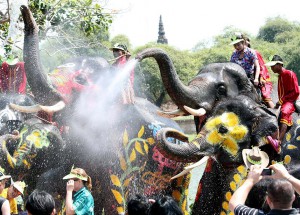 epa03178145 Elephants splash water to celebrate Songkran or the Thai traditional New Year festival, at the ancient city of Ayutthaya, central Thailand, 11 April 2012. The annual elephant Songkran is held to promote the tourism industry and is celebrated prior to the three-day Songkran Festival also known as the water festival, which is held from 13 to 15 April. EPA/NARONG SANGNAK